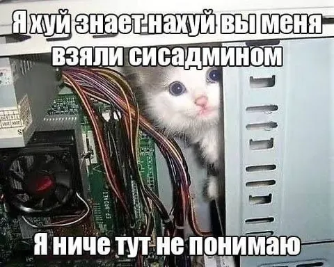 Кот ничего не понимает в компьютерах
