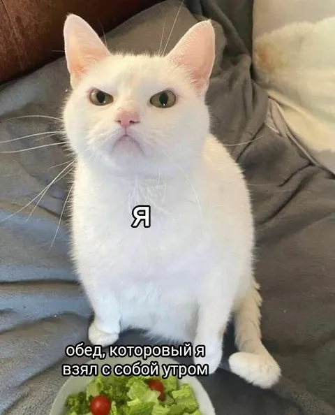 Кот и обед с собой