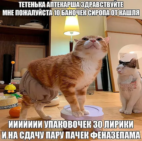 Кот покупает сироп от кашля