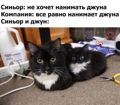 Синьор и джун на работе