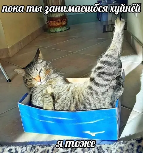 Кот в коробке тоже занимается хуйнёй