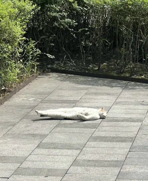 Кот лежит на плитке