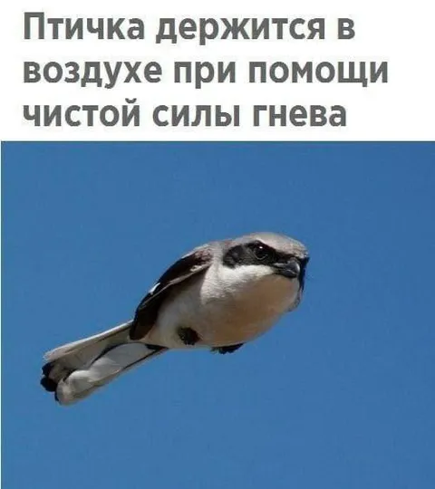 Птичка на силе гнева