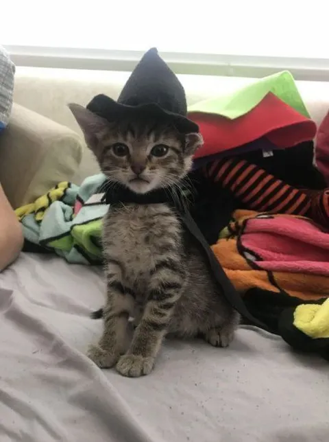 Котёнок в шляпе ведьмы