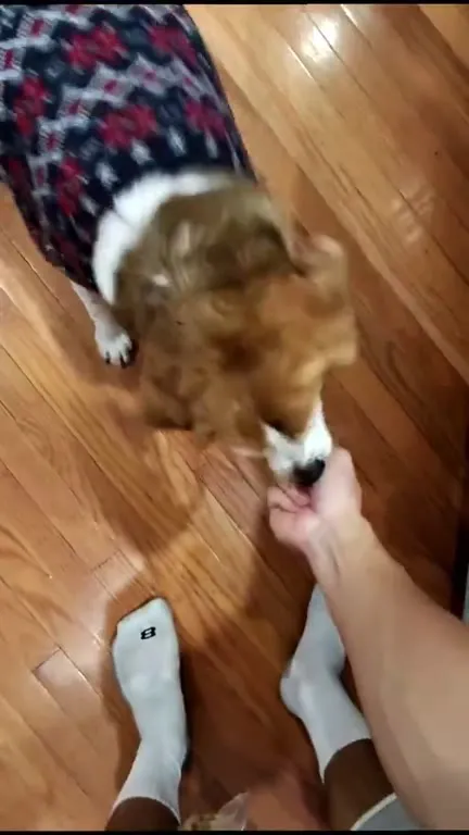 Ragebaiting My Fat Dog