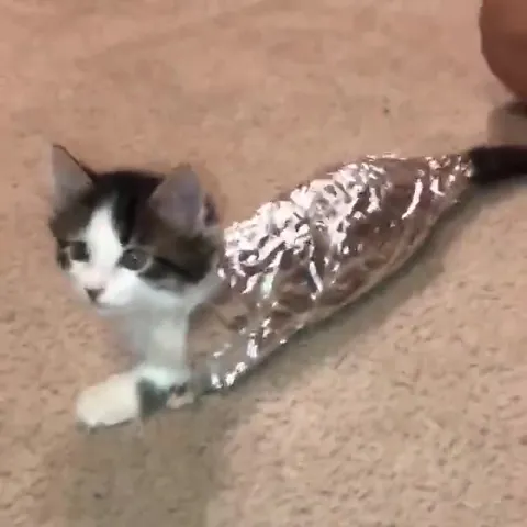 Котёнок в фольге ползёт