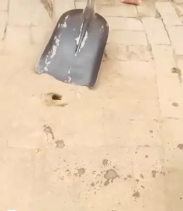 Охота на невидимого вредителя