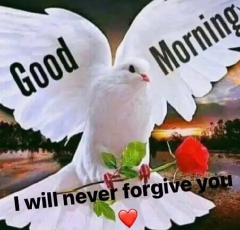 Good Morning Never Forgive You Dove