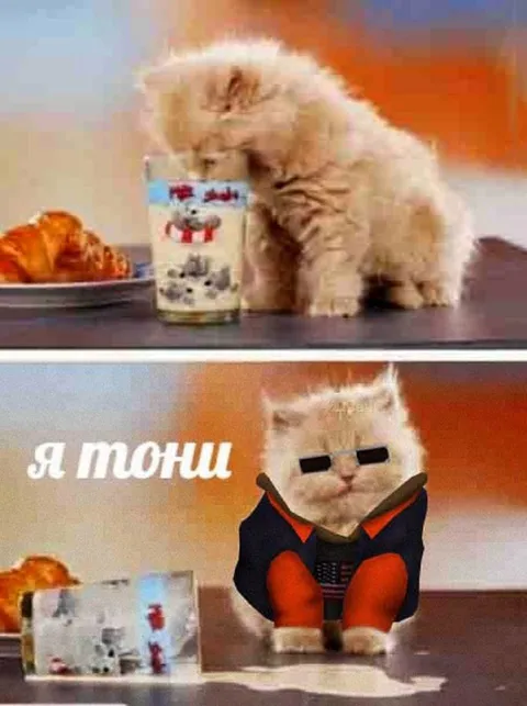 Кот в костюме за столом