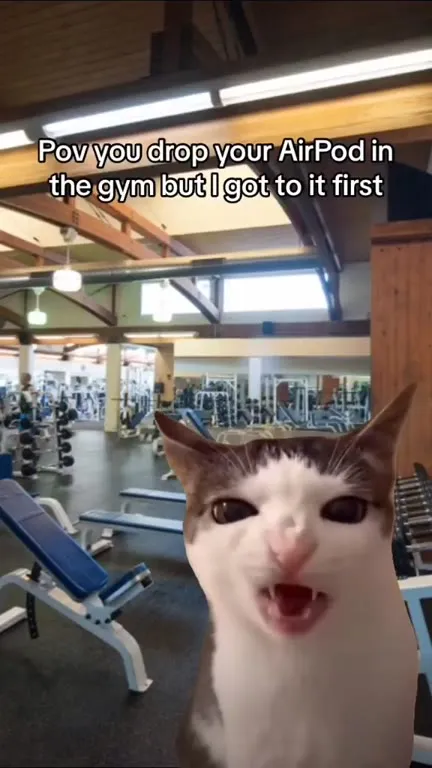 Cat Gets Your AirPod First