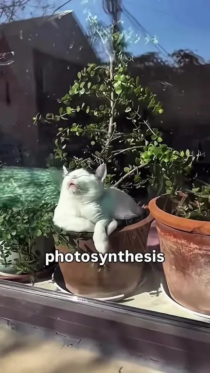 Cat Performs Photosynthesis