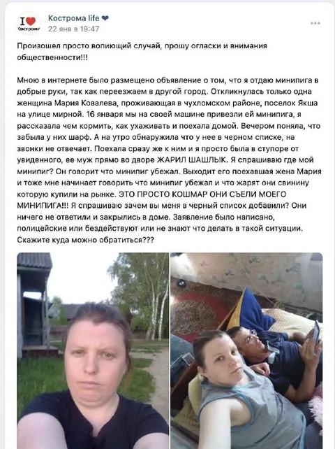 Минипиг, который сбежал