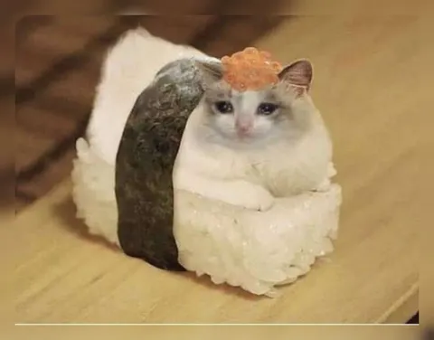 Кот в виде суши