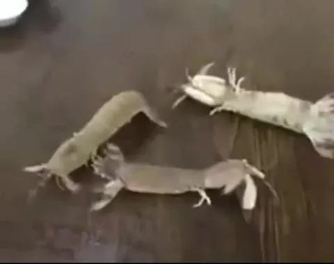 ゴゴゴゴと踊るエビ