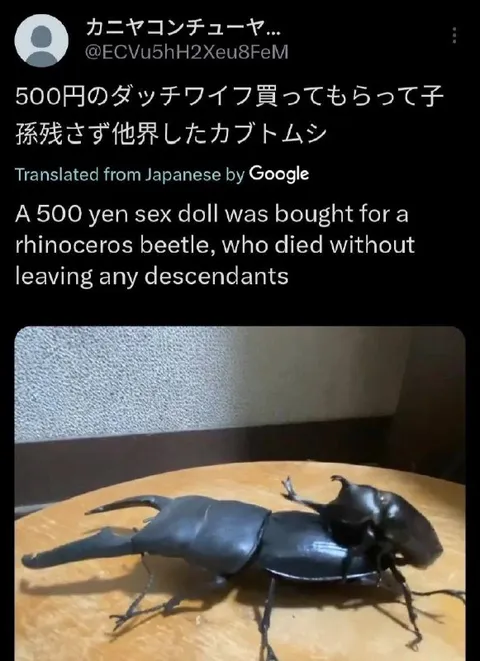子孫を残せなかったカブトムシ