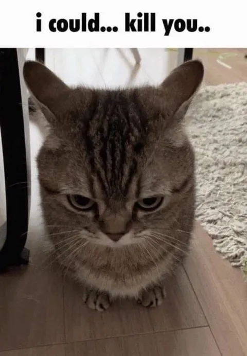 I Could Kill You Cat