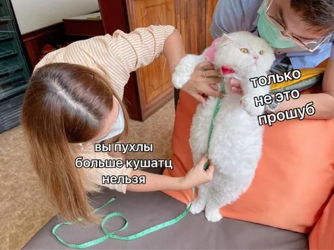 Пухлый кот на диете