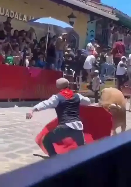 Бык ловит матадора
