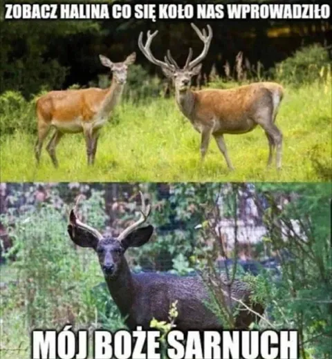 Sarnuch po przeprowadzce