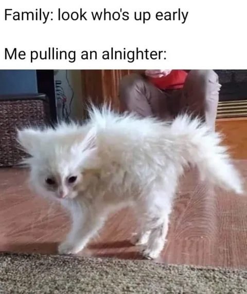 Kitten After Pulling an All-Nighter
