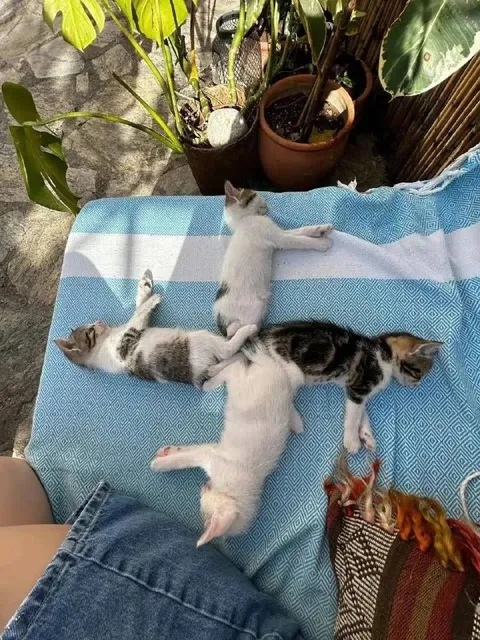 Котята образуют звезду