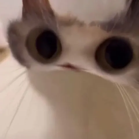 Кот лезет прямо в камеру