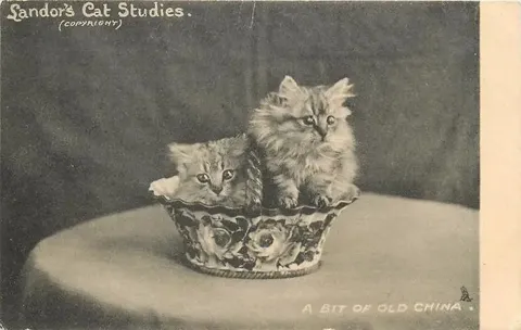 Vintage Kittens in China Bowl