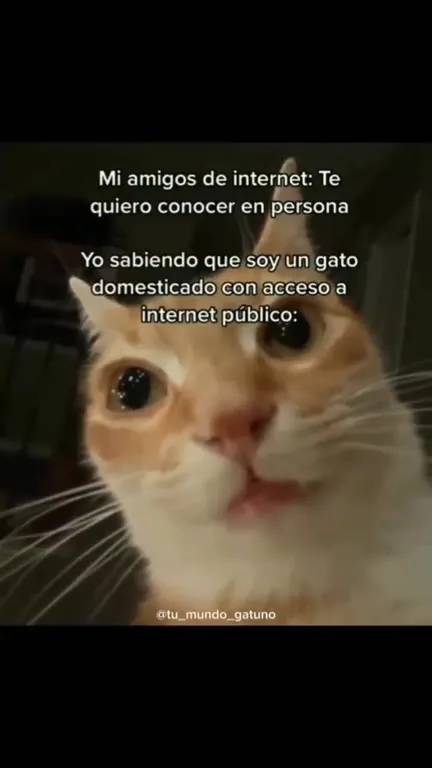 Gato con amigos de internet