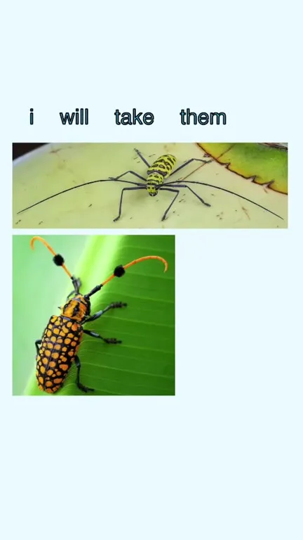 Beetle Antennae Are Weapons