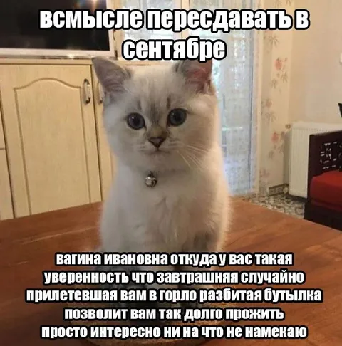 Кот в сентябре