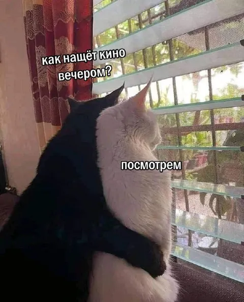 Коты смотрят кино вечером