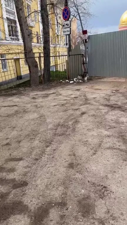 Собака в ведре убегает