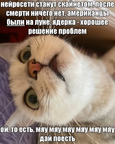 Кот с ядерным решением проблем