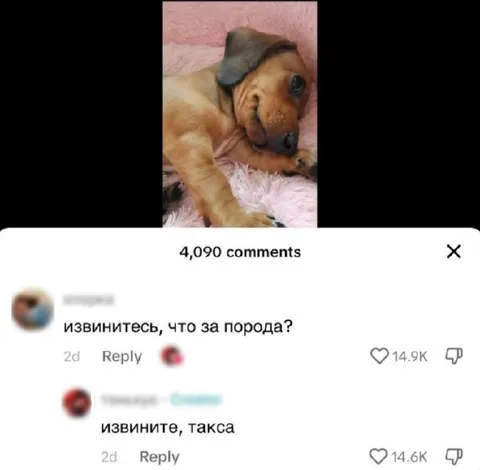 Извините, такса