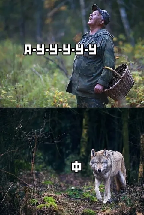 Ау-у-у, волк отвечает