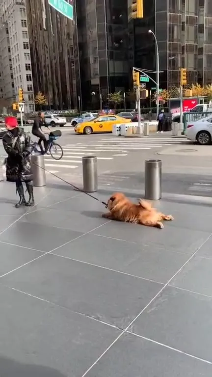 Dog Refuses to Move in Manhattan