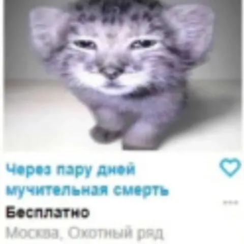 Кот и мучительная смерть