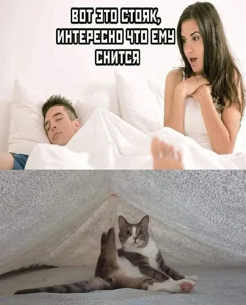 Вот это стояк, интересно что ему снится