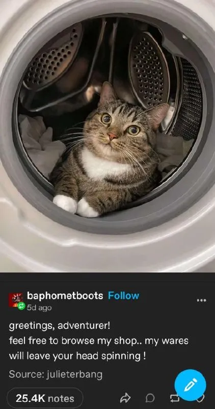 Cat in the Washing Machine