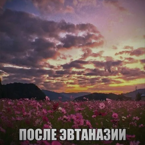 После эвтаназии