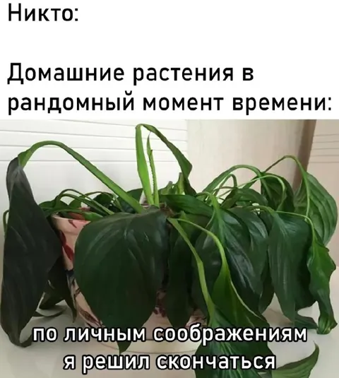 Домашнее растение решило скончаться