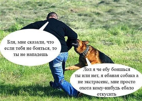 Собака не экстрасенс