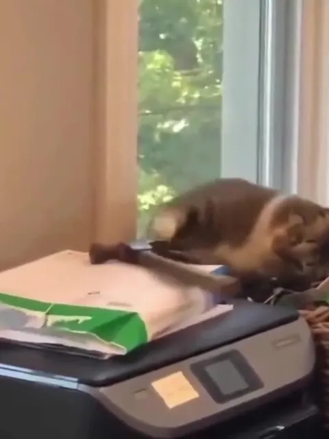 Cats Doing Ridiculous Things