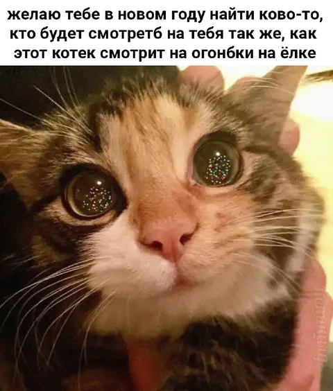 Котик смотрит на огоньки