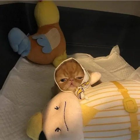 Котёнок в детском костюме