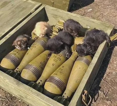 Котята среди снарядов
