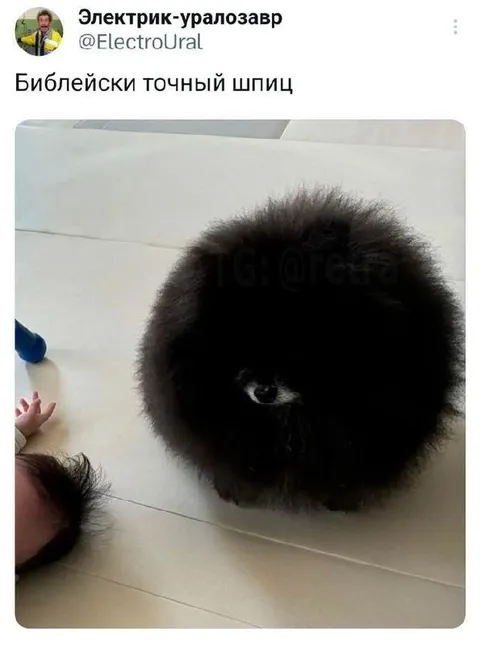 Библейски точный шпиц