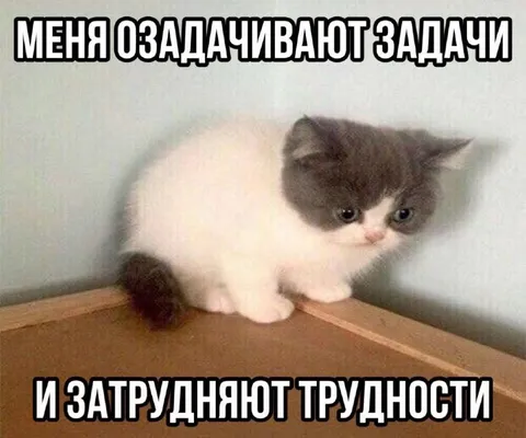 Меня озадачивают задачами