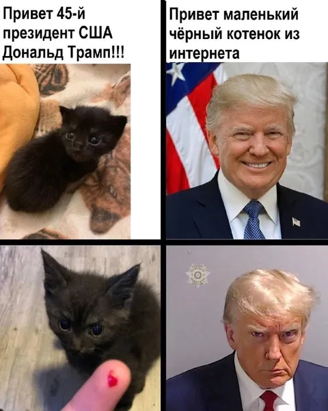 Чёрный котёнок и Трамп