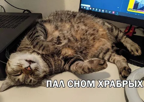 Кот пал сном храбрых